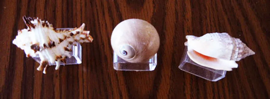 GORGEOUS AND UNIQUE VINTAGE SEA SHELL NAPKIN RINGS NAPKIN HOLDERS